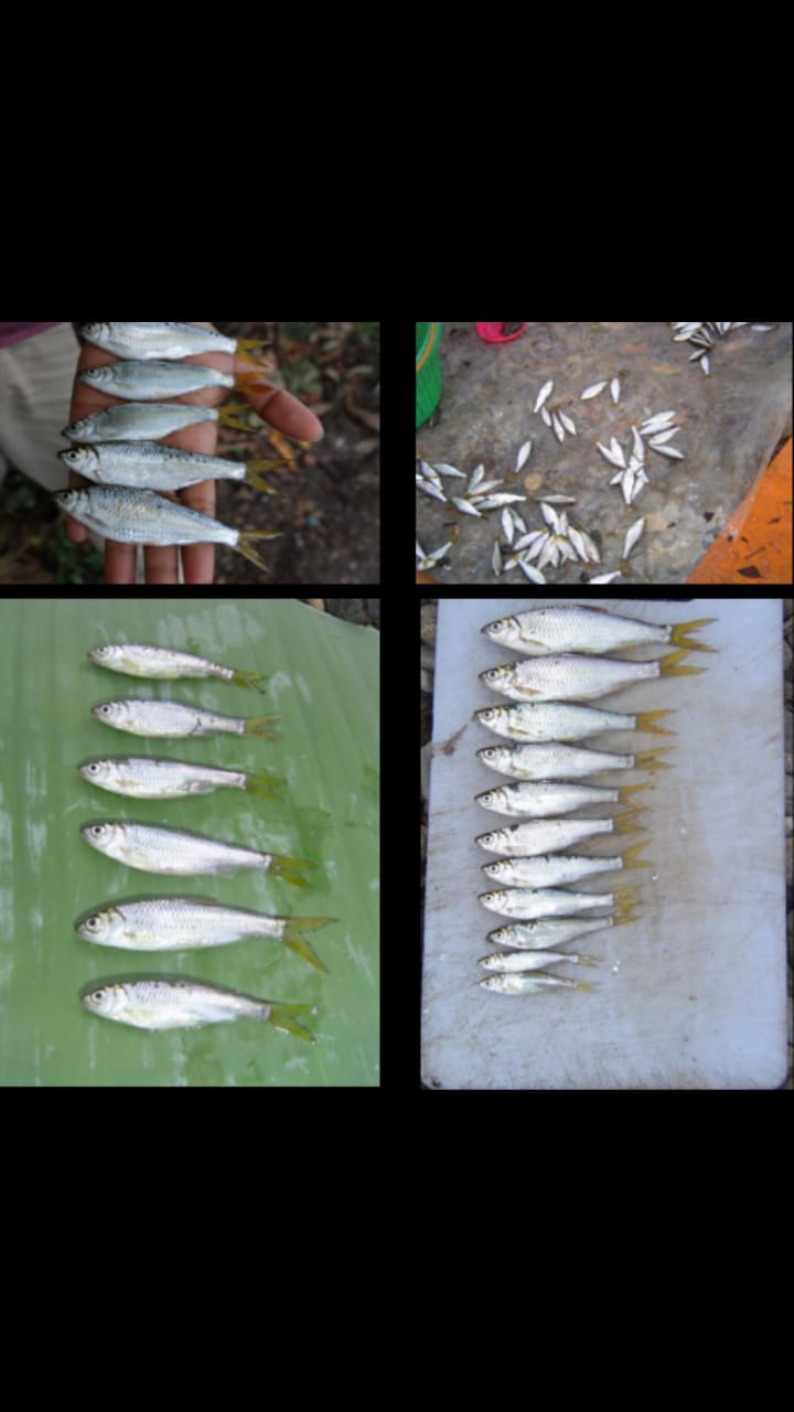 Ikan Bilih yang dikembangkan di Taman Kehati Semen Padang
